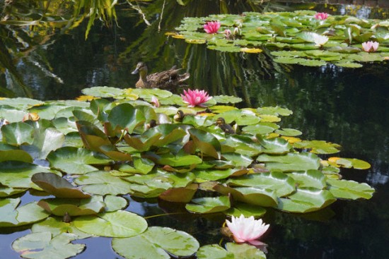 Ao nước trong vườn nhà