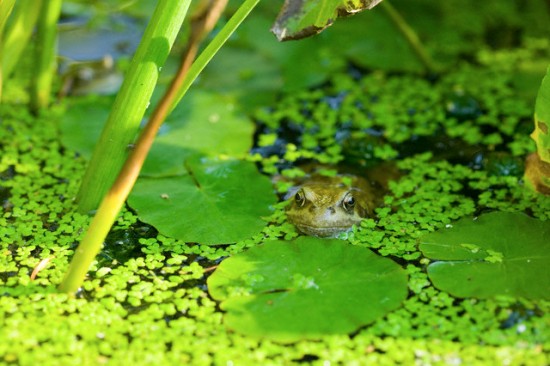Ao nước trong vườn nhà