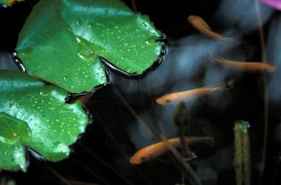 Ao nước trong vườn nhà