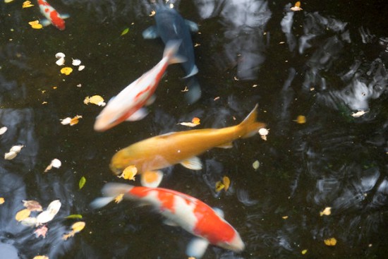 Ao nước trong vườn nhà