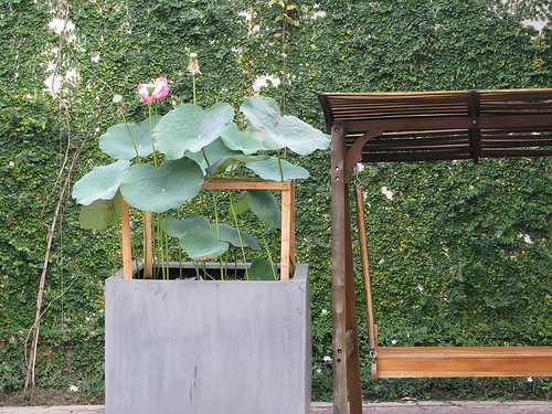 Sen trong vườn nhà Sen trong vườn nhà