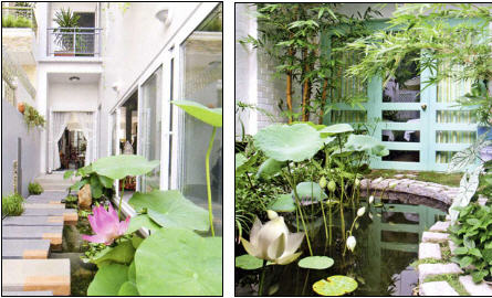 Sen trong vườn nhà Sen trong vườn nhà