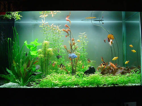 Hồ cá và ảnh hưởng phong thủy trong không gian sống