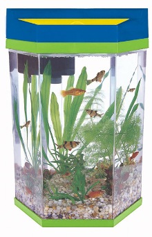 Chọn hình dáng bể cá thu hút tài lộc