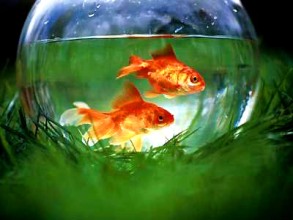 Chọn hình dáng bể cá thu hút tài lộc Chọn hình dáng bể cá thu hút tài lộc