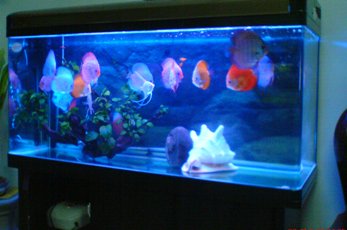 Chọn hình dáng bể cá thu hút tài lộc Chọn hình dáng bể cá thu hút tài lộc