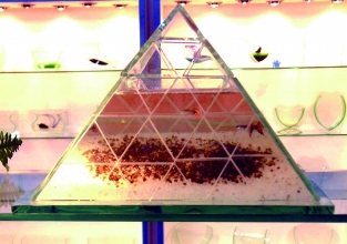 Chọn hình dáng bể cá thu hút tài lộc Chọn hình dáng bể cá thu hút tài lộc