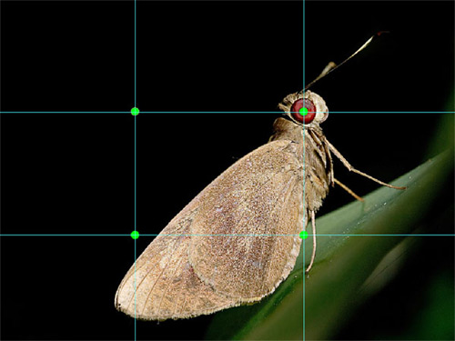 Tự học chụp ảnh - Các nguyên tắc cơ bản Tự học chụp ảnh - Các nguyên tắc cơ bản